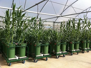 bin phenotyping