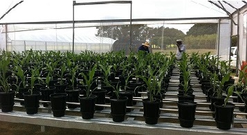 Polytunnel